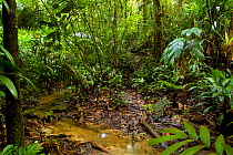 Tropical rainforest habitat near the Yavari river, Peru