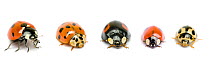 UK Ladybird species, native and invasive, from left to right: Seven-Spot (Coccinella 7-punctata), Harlequin (Harmonia axyridis), Harlequin morph, Two-Spot (Adalia bipunctata), Fourteen-Spot (Propylea...