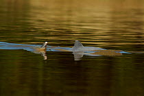 Grey river dolphins / Tucuxi {Sotalia fluviatilis}  Lago Preto Conservation Concession, Yavari River, Amazon rainforest, Peru