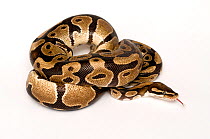 Ball / Royal python (Python regius) coiled with tongue out