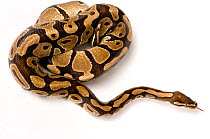 Ball / Royal python (Python regius) coiled, moving away