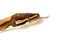 Ball / Royal python (Python regius) head portrait with tongue out