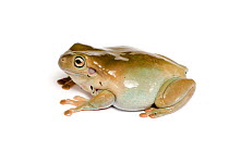 White's / Green tree frog (Litoria caerulea)