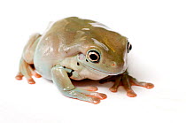 White's / Green tree frog (Litoria caerulea)