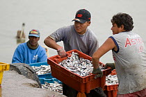 Peruvian artesanal fisherman with catch of Peruvian anchoveta (Engraulis ringens), Paracas National Park August 2007.