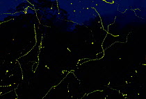 Fireflies {Lampyridae} in rainforest, Singapore.