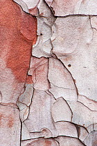 Close-up of Canary pine (Pinus canariensis) bark, Caldera de Taburiente National Park, La Palma, Spain, March 2009