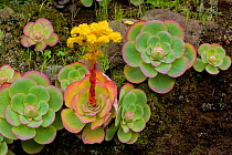 Bejeque (Aeonium / Greenovia diplocyla) in flower, La Palma, Canary Islands, Spain, March 2009