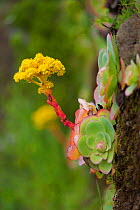 Bejeque (Aeonium / Greenovia diplocyla) in flower, La Palma, Canary Islands, Spain, March 2009