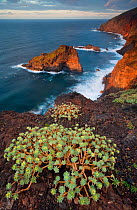 Sweet tabaiba / Tabaiba dulce (Euphorbia balsamifera) growing on cliff top, Punta Gorda coast protected area, Northwest La Palma, Canary Islands, Spain, March 2009