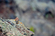 La Palma kestrel (Falco tinnunculus canariensis) on rock, La Palma, Canary Islands, Spain, March 2009