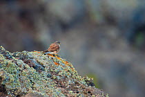 La Palma kestrel (Falco tinnunculus canariensis) on rock, La Palma, Canary Islands, Spain, March 2009