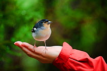 Male Chaffinch (Fringilla coelebs) on a person's hand, Los Tilos National Park, La Palma, Canary Islands, Spain, March 2009
