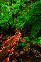 Laurisilva forest floor, with fungi growing on fallen tree, Tilos Natural Park, La Palma, Canary Islands, Spain, March 2009