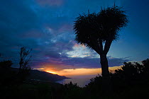 Dragon tree, (Dracaena draco) silhouetted at sunset, La Palma, Canary Islands, Spain, March 2009