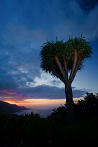 Dragon tree (Dracaena draco) at sunset, La Palma, Canary Islands, Spain, March 2009