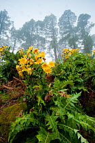 Flowering plant (Sonchus sp) with flowers fading, in mist, La Palma, Canary Islands, Spain, March 2009