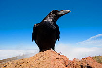 Common raven (Corvus corax) perched on rock, La Caldera de Taburiente National Park, La Palma, Canary Islands Spain, March 2009