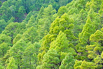 Canary pine (Pinus canariensis) forest, Caldera de Taburiente National Park, La Palma, Canary Islands, Spain, March 2009