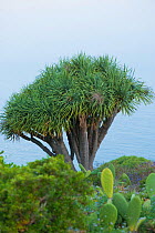 Dragon tree (Dracaena draco) La Palma, Canary Islands, Spain, March 2009