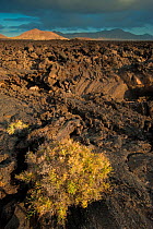 Volcanic landscape, Volcanoes Natural Park, Lanzarote, Canary Islands, Spain, March 2009