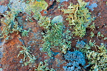Lichens growing on rock, Timanfaya National Park, Lanzarote, Canary Islands, Spain, March 2009