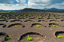 Grapevine plantation in La Geria area, Lanzarote, Canary Islands, Spain, March 2009. Walls to protect plants from wind
