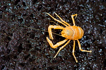 Blind crab (Munidopsis polymorpha) endemic to the Jameos del Agua cave, Lanzarote, Canary Islands, Spain, March 2009
