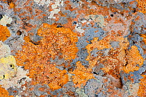 Lichen on rock, Malpaís de corona, North Lanzarote, Canary Islands, Spain, March 2009