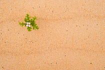 Sea rocket (Cakile maritima) in flower, El Jable sand dunes Natural Park, North Fuerteventura, Canary Islands, Spain, March 2009