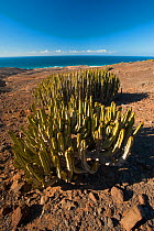 Euphorbia canariensis growing near the coast, Fuerteventura, Canary Islands, Spain, April 2009