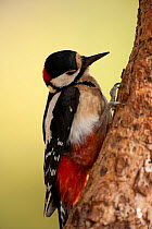 Canarian great spotted woodpecker (Dendrocopos major canariensis) on tree trunk, Corona Forestal Natural Park, Tenerife, Canary Islands, Spain, May 2009