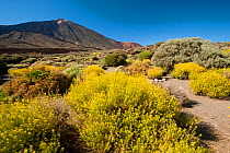 Teide mountain, Teide National Park, Tenerife, Canary Islands, Spain, May 2009
