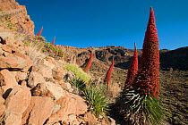 Red giant tajinaste / Mount Teide bugloss (Echium wildpretii) flowers, Teide National Park, Tenerife, Canary Islands, May 2009
