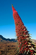 Red giant tajinaste / Mount Teide bugloss (Echium wildpretii) flower, Teide National Park, Tenerife, Canary Islands, May 2009