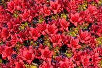 Close-up of Red giant tajinaste / Mount Teide bugloss (Echium wildpretii) flowers, Teide National Park, Tenerife, Canary Islands, May 2009