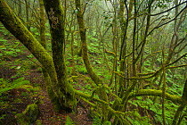 Laurisilva forest, Laurus azorica among other trees in Garajonay National Park, La Gomera, Canary Islands, Spain, May 2009