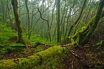 Laurisilva forest, Laurus azorica among other trees in Garajonay National Park, La Gomera, Canary Islands, Spain, May 2009