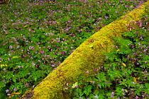 Laurisilva forest, fallen Laurus azorica covered in moss, surrounded by Geranium canariensis, Garajonay National Park, La Gomera, Canary Islands, Spain, May 2009