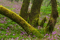 Laurisilva forest, Laurus azorica among other trees and flowering Geraniums (Geranium canariensis) Garajonay National Park, La Gomera, Canary Islands, Spain, May 2009