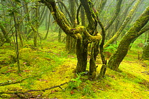 Laurisilva forest, Laurus azorica among other trees Garajonay National Park, La Gomera, Canary Islands, Spain, May 2009.