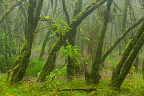 Laurisilva forest, Laurus azorica among other trees, Garajonay National Park, La Gomera, Canary Islands, Spain, May 2009