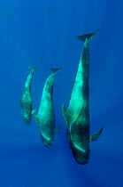 Three Shortfin pilot whales (Globicephala macrorhynchus) Canary Islands, Spain, Europe, May 2009