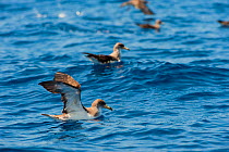 Cory's shearwater (Calonectris diomedea) stretching wings on water, Canary Islands, May 2009
