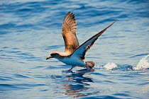 Cory's shearwater (Calonectris diomedea) taking off from sea, Canary Islands, May 2009
