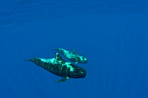 Two Shortfin pilot whales (Globicephala macrorhynchus) Canary Islands, Spain, Europe, May 2009