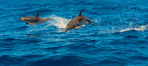 Two Atlantic spotted dolphins (Stenella frontalis) leaping out of water, Canary Islands, Spain, May 2009