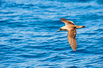 Cory's Shearwater (Calonectris diomedea) in flight over sea, Canary Islands, May 2009