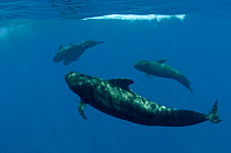 Four Shortfin pilot whales (Globicephala macrorhynchus) just below the surface, Canary Islands, Spain, Europe, May 2009