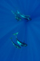 Shortfin pilot whale (Globicephala macrorhynchus) group, Canary Islands, Spain, Europe, May 2009